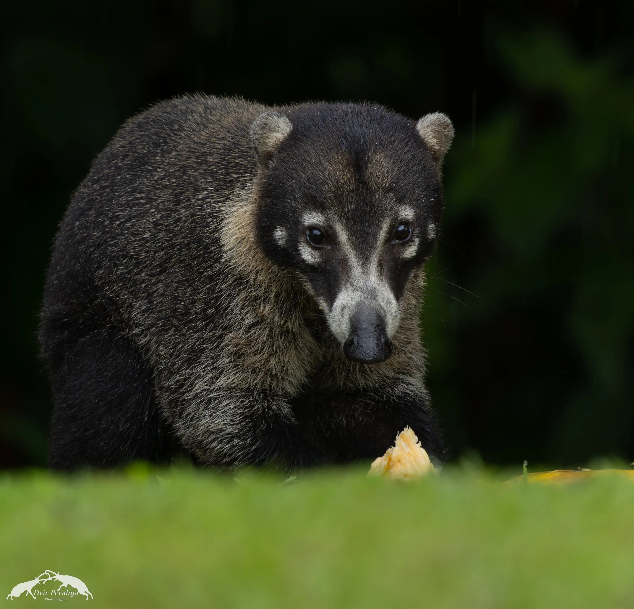 Costa Rica Wildlife